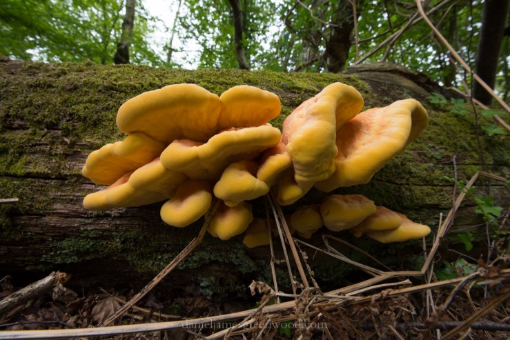 New Forest 20-5-2016 blog-22