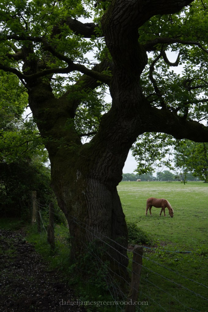 New Forest 20-5-2016 blog-28