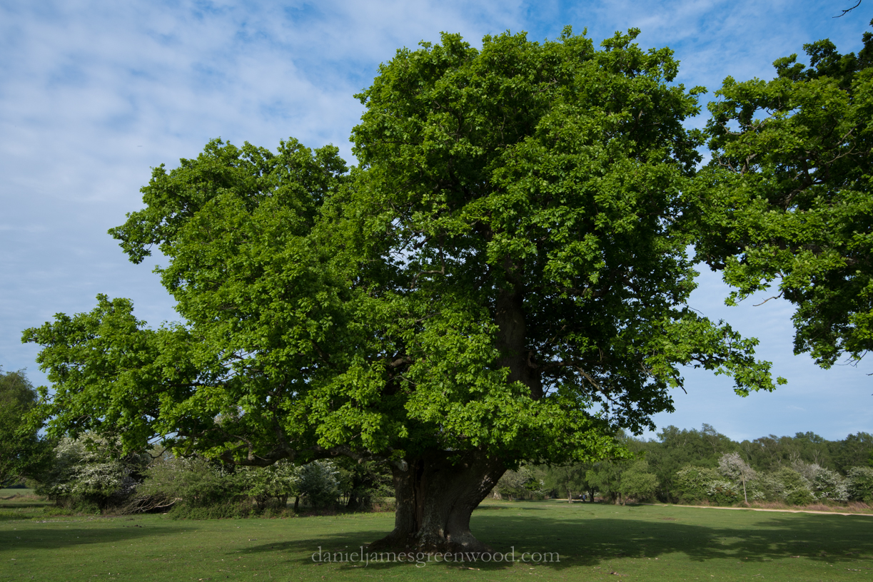 New Forest 20-5-2016 blog-29