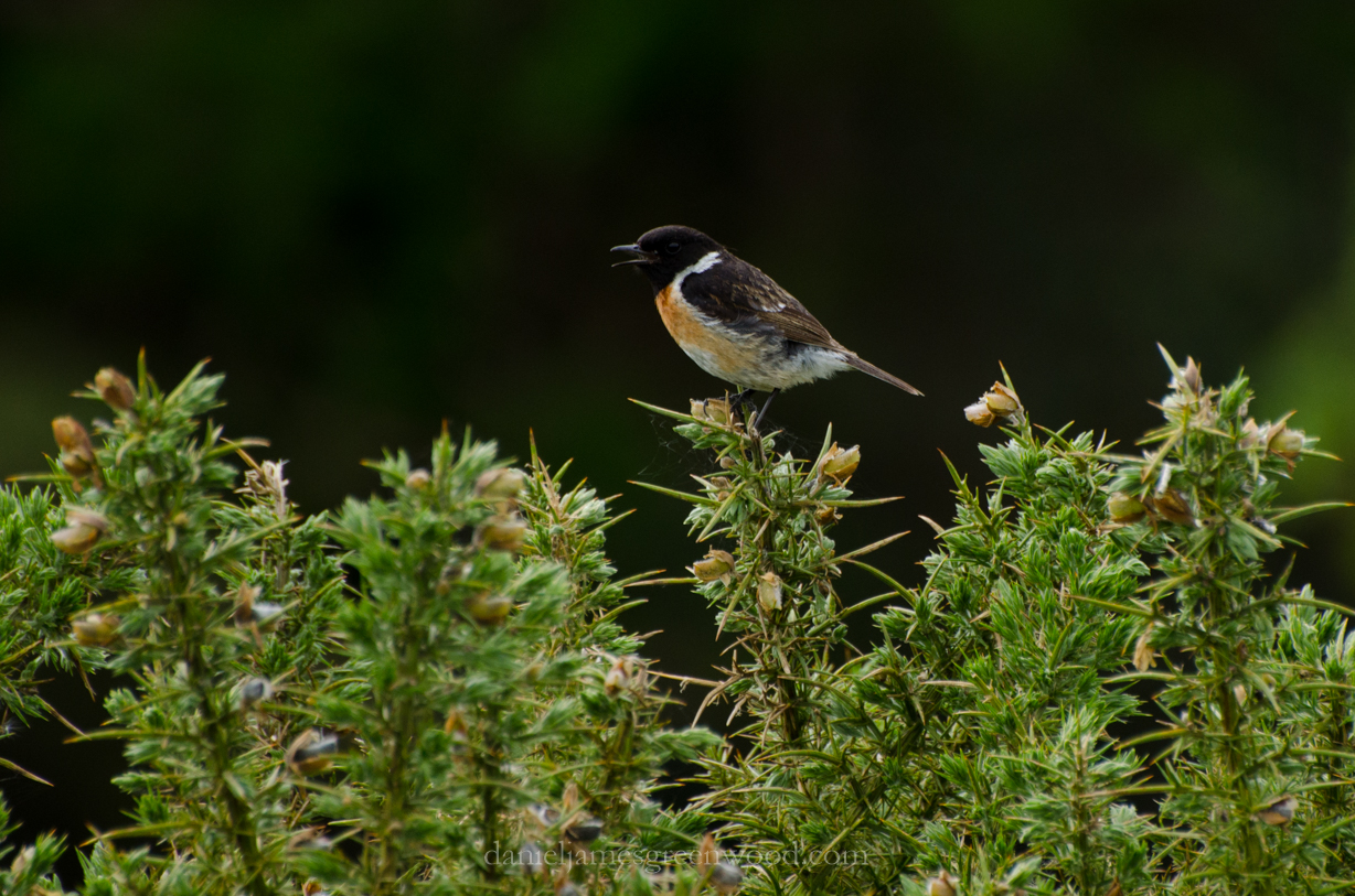 New Forest 20-5-2016 blog-7