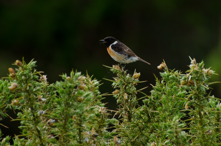 New Forest 20-5-2016 blog-7