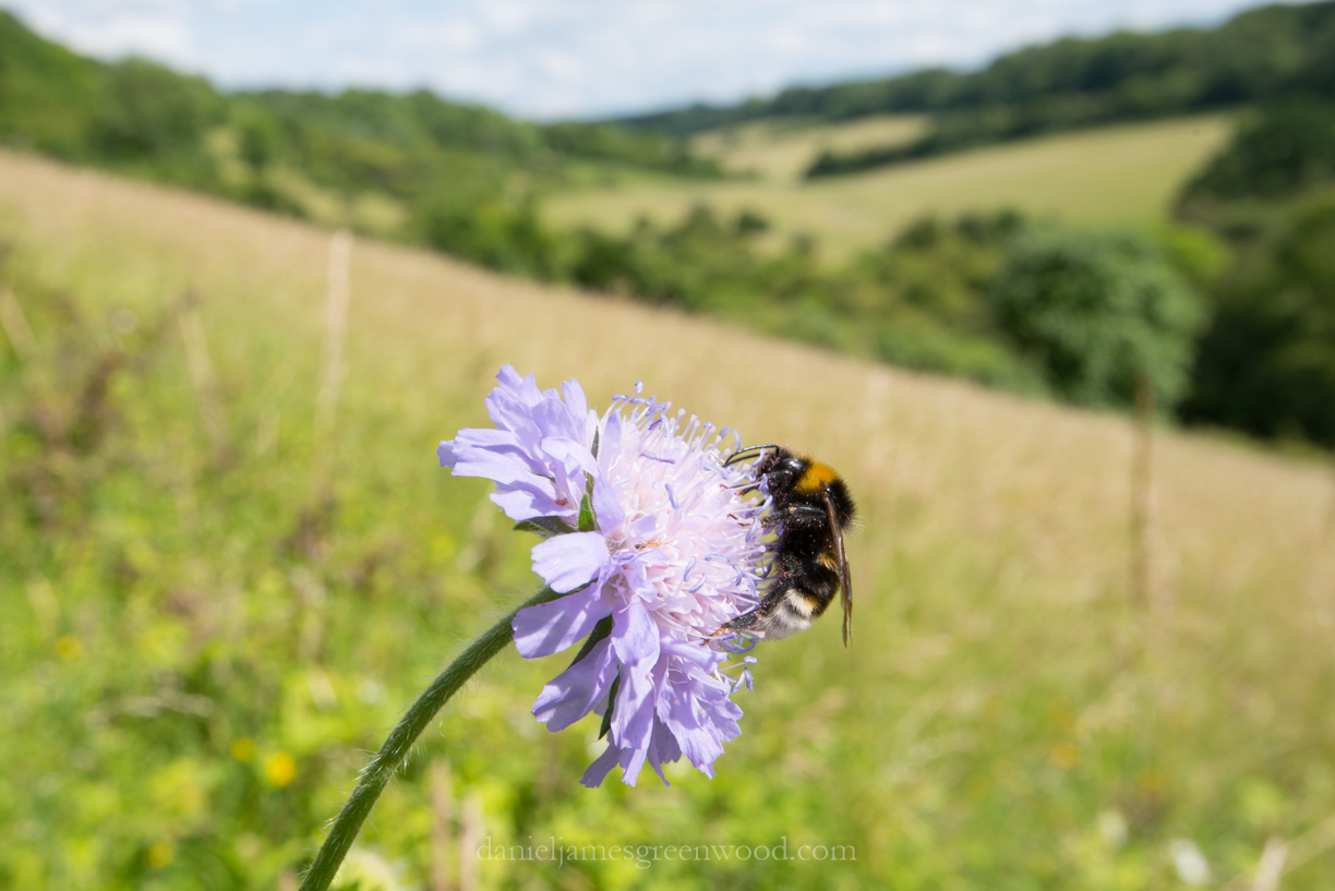 North Downs diary June 2016-8301