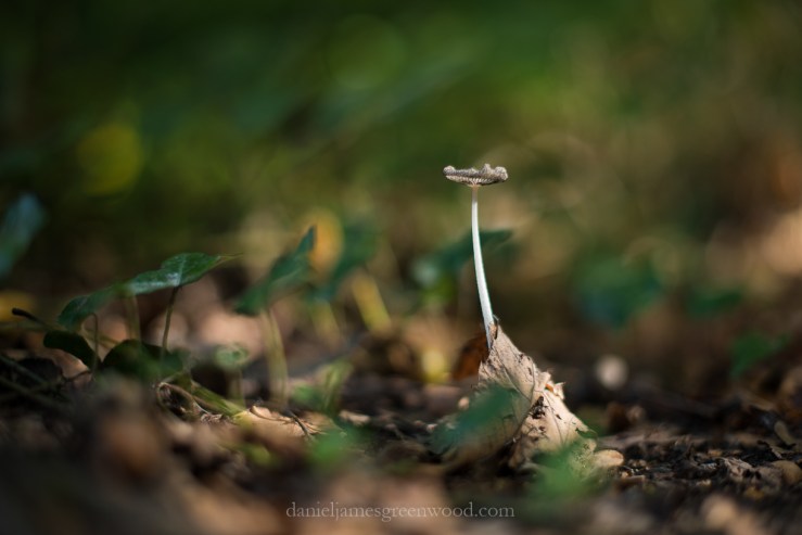 blean-september-2016-lo-res-djg-13