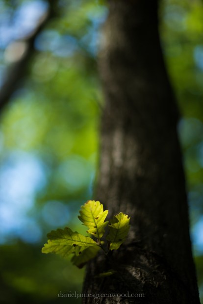 blean-september-2016-lo-res-djg-2