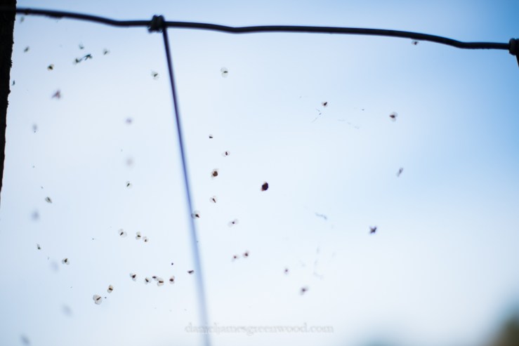 blean-september-2016-lo-res-djg-27