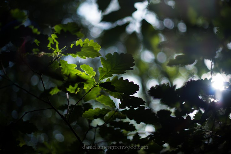 blean-september-2016-lo-res-djg-7