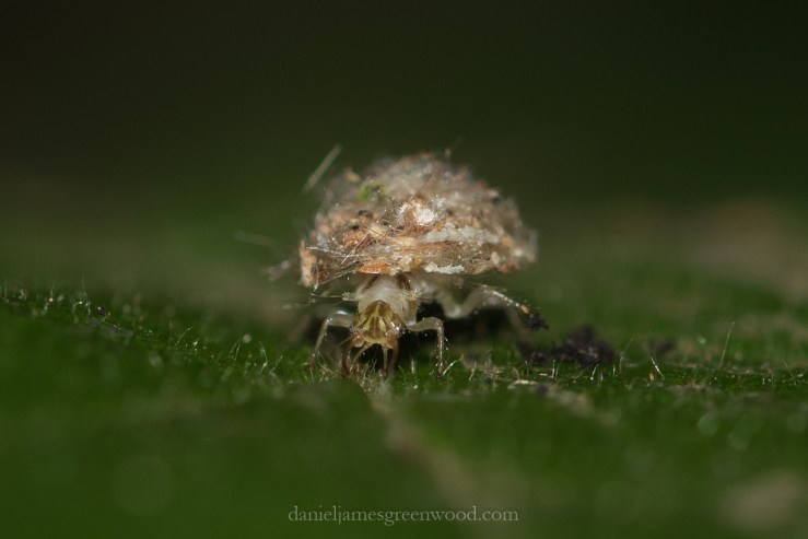 New Forest September 2016 lo-res-1