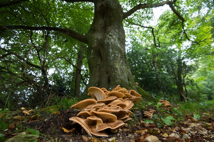 New Forest September 2016 lo-res-19