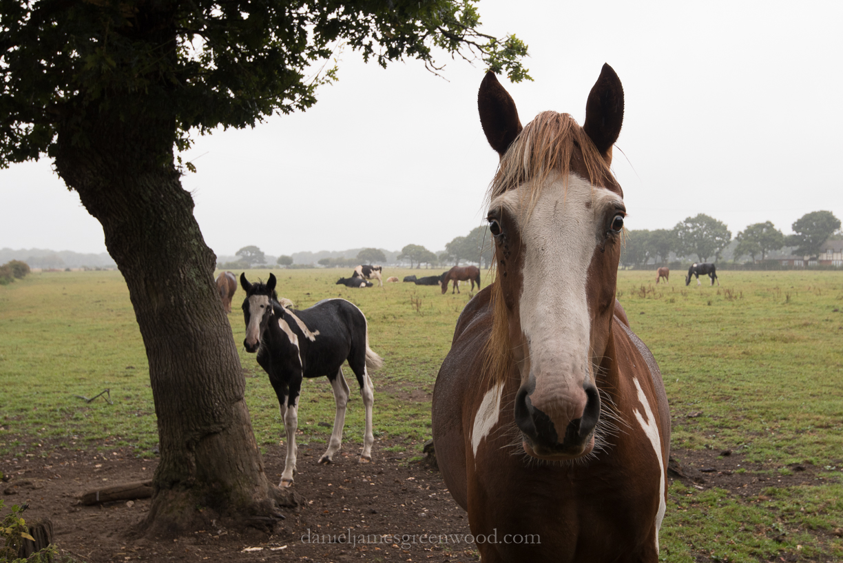 New Forest September 2016 lo-res-26