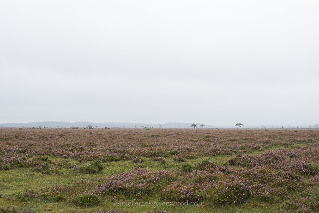 New Forest September 2016 lo-res-32