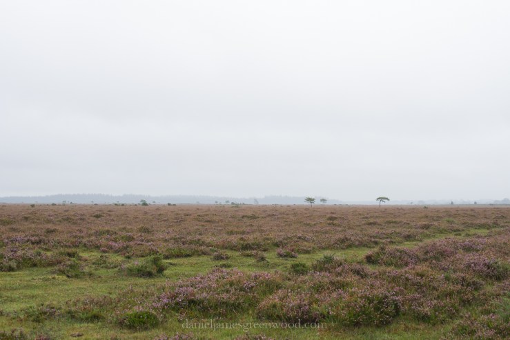 New Forest September 2016 lo-res-32