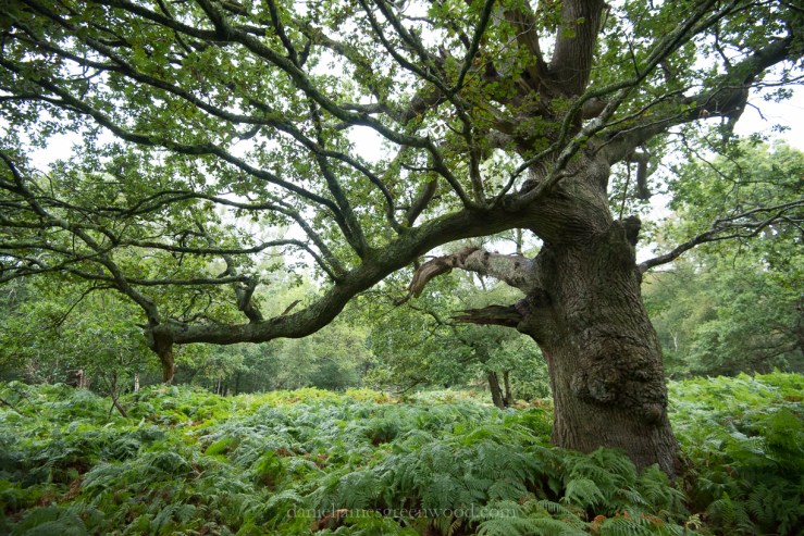 New Forest September 2016 lo-res-37