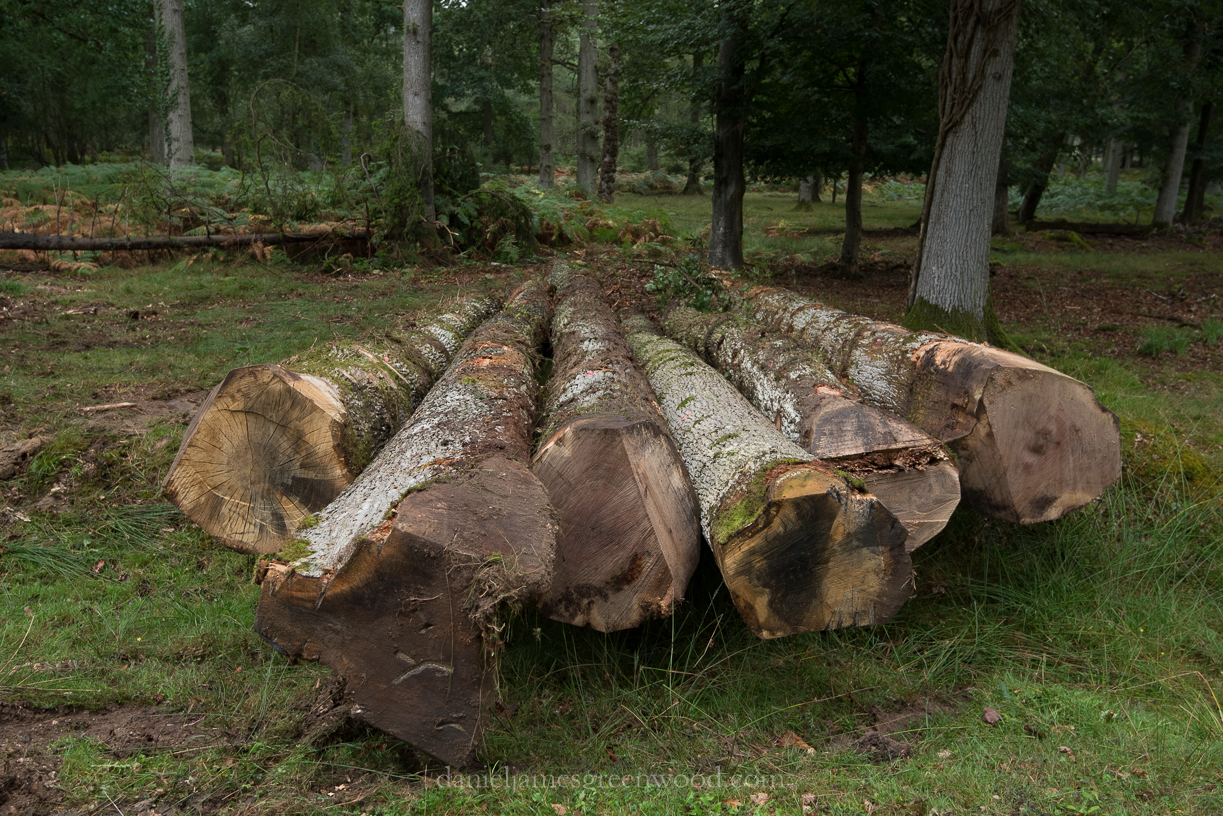 New Forest September 2016 lo-res-40
