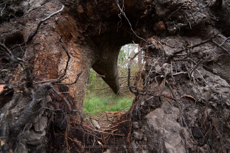 New Forest September 2016 lo-res-45