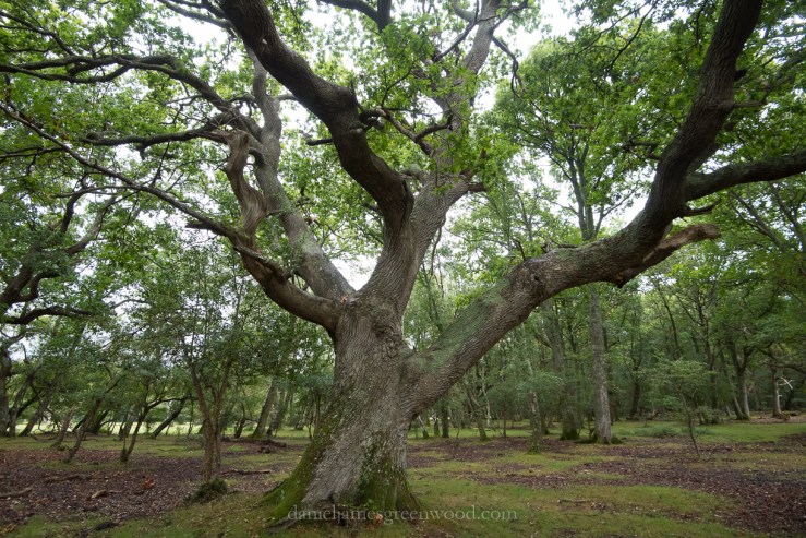 New Forest September 2016 lo-res-56