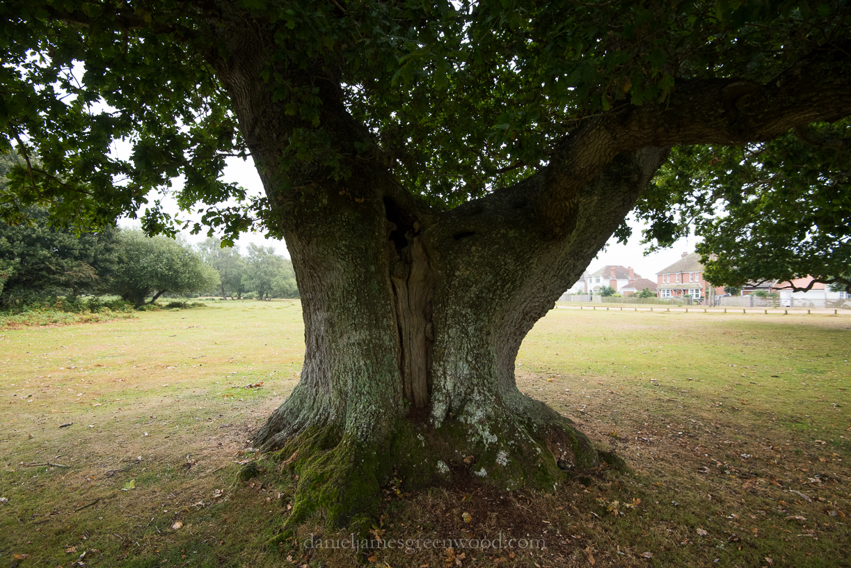 New Forest September 2016 lo-res-68