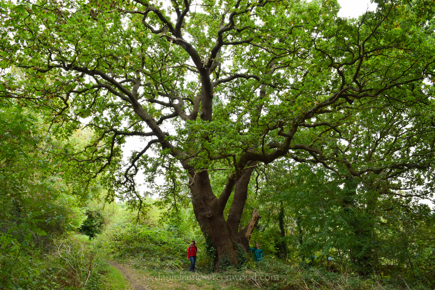 beulah-spa-oak-7-9-16-1