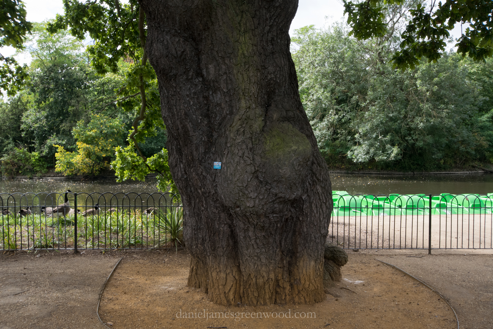 dulwich-park-oaks-22-8-16-lo-res-19