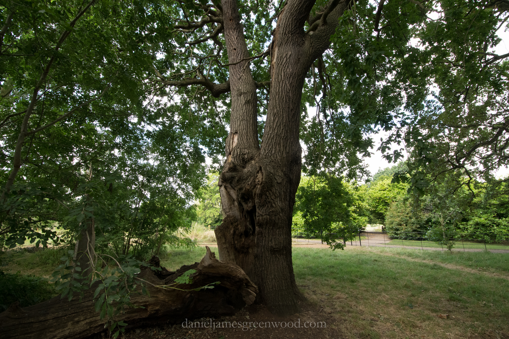 dulwich-park-oaks-22-8-16-lo-res-33
