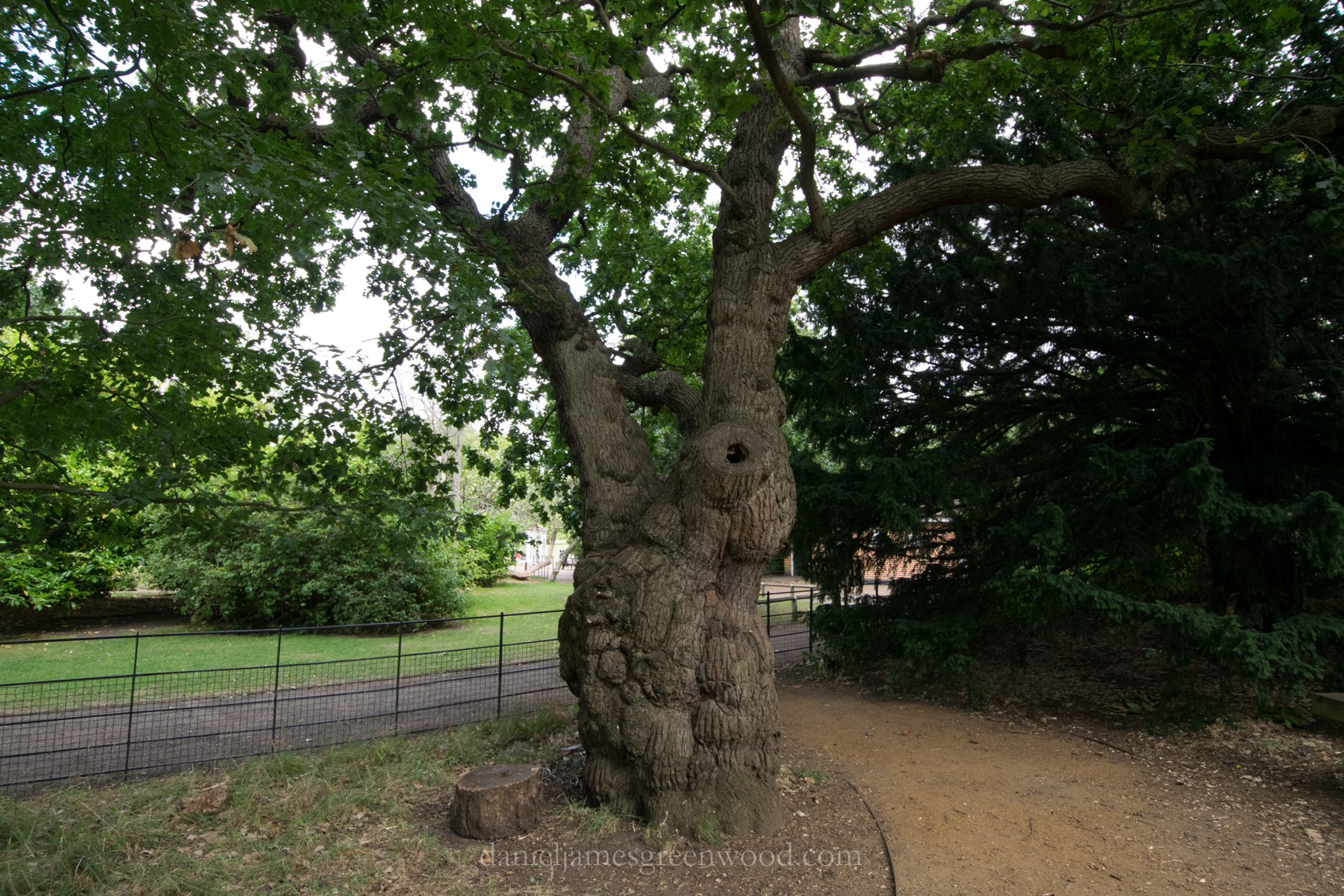 dulwich-park-oaks-22-8-16-lo-res-37