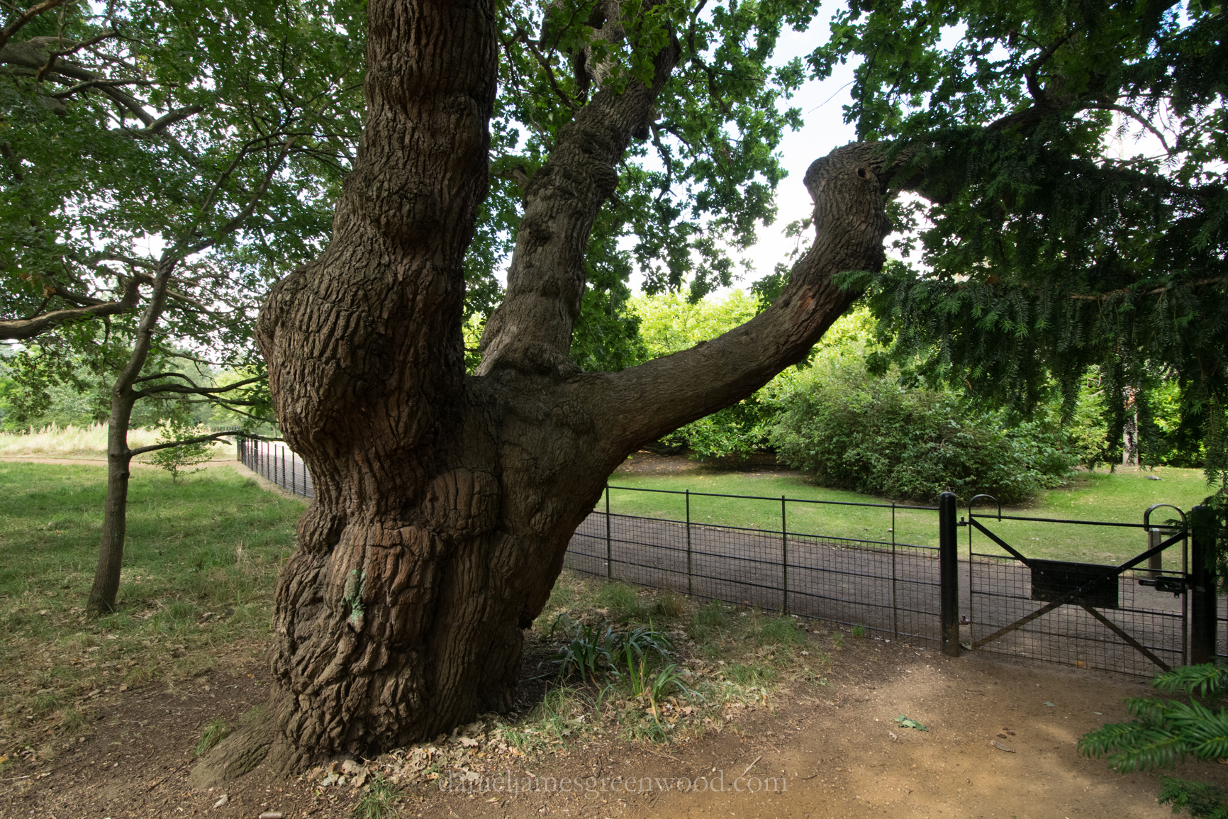 dulwich-park-oaks-22-8-16-lo-res-41