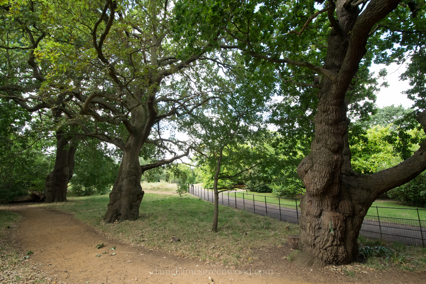 dulwich-park-oaks-22-8-16-lo-res-42