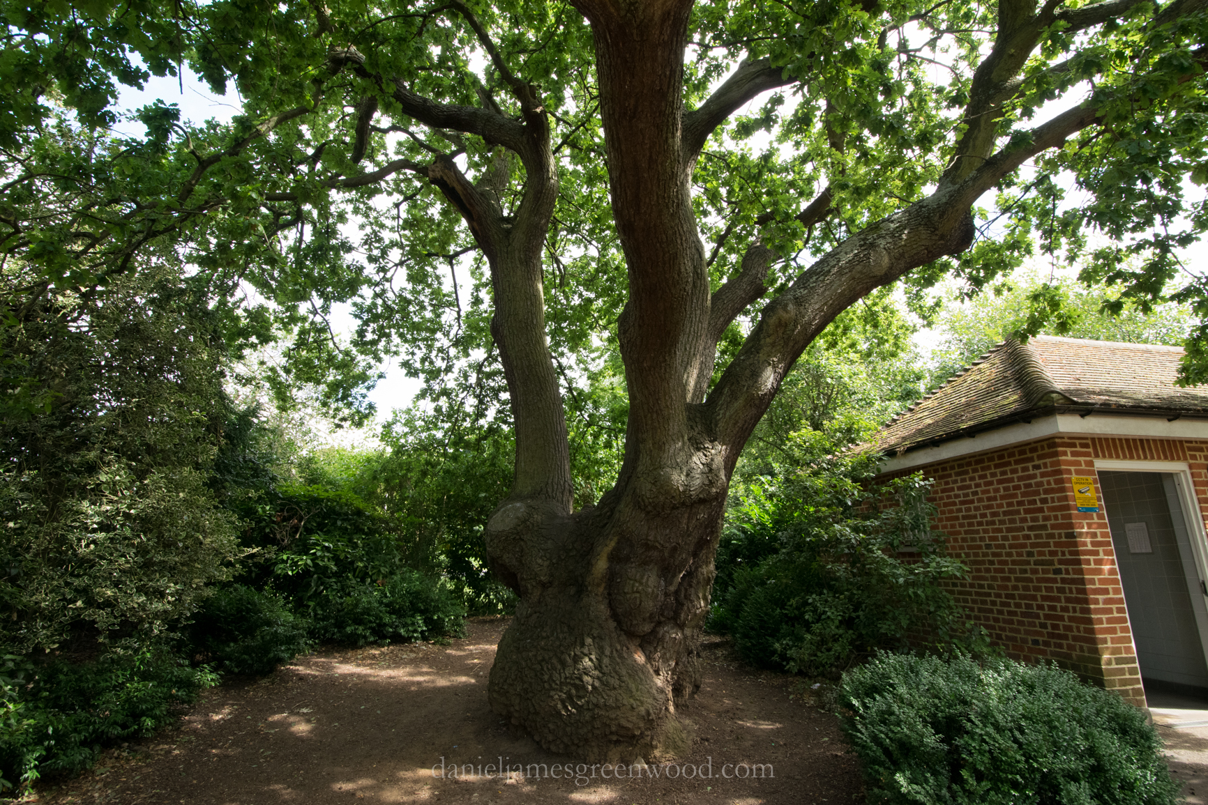 dulwich-park-oaks-22-8-16-lo-res-43