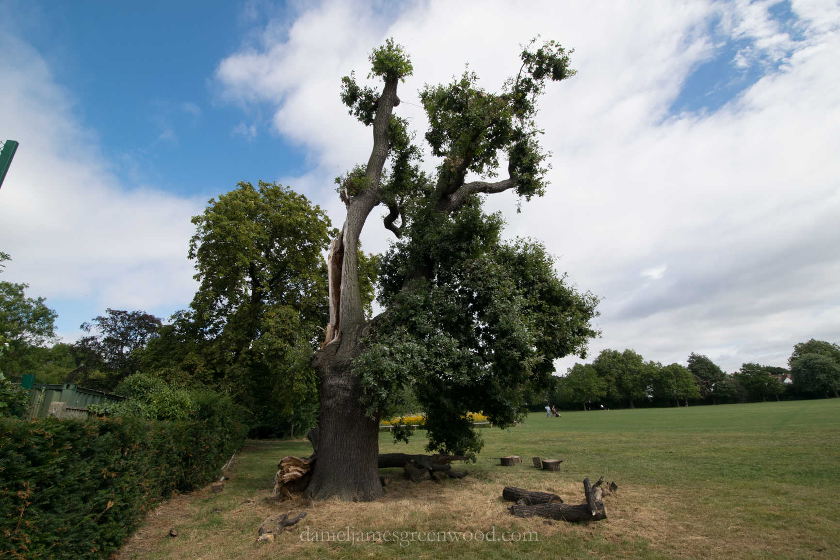 dulwich-park-oaks-22-8-16-lo-res-55