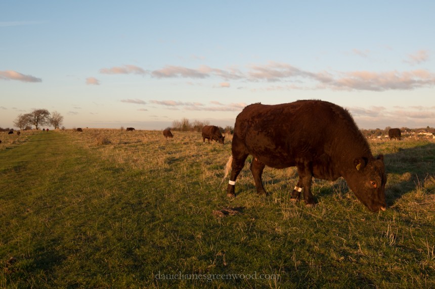 Cows grazing - North Downs diary - November 2016 - D. Greenwood