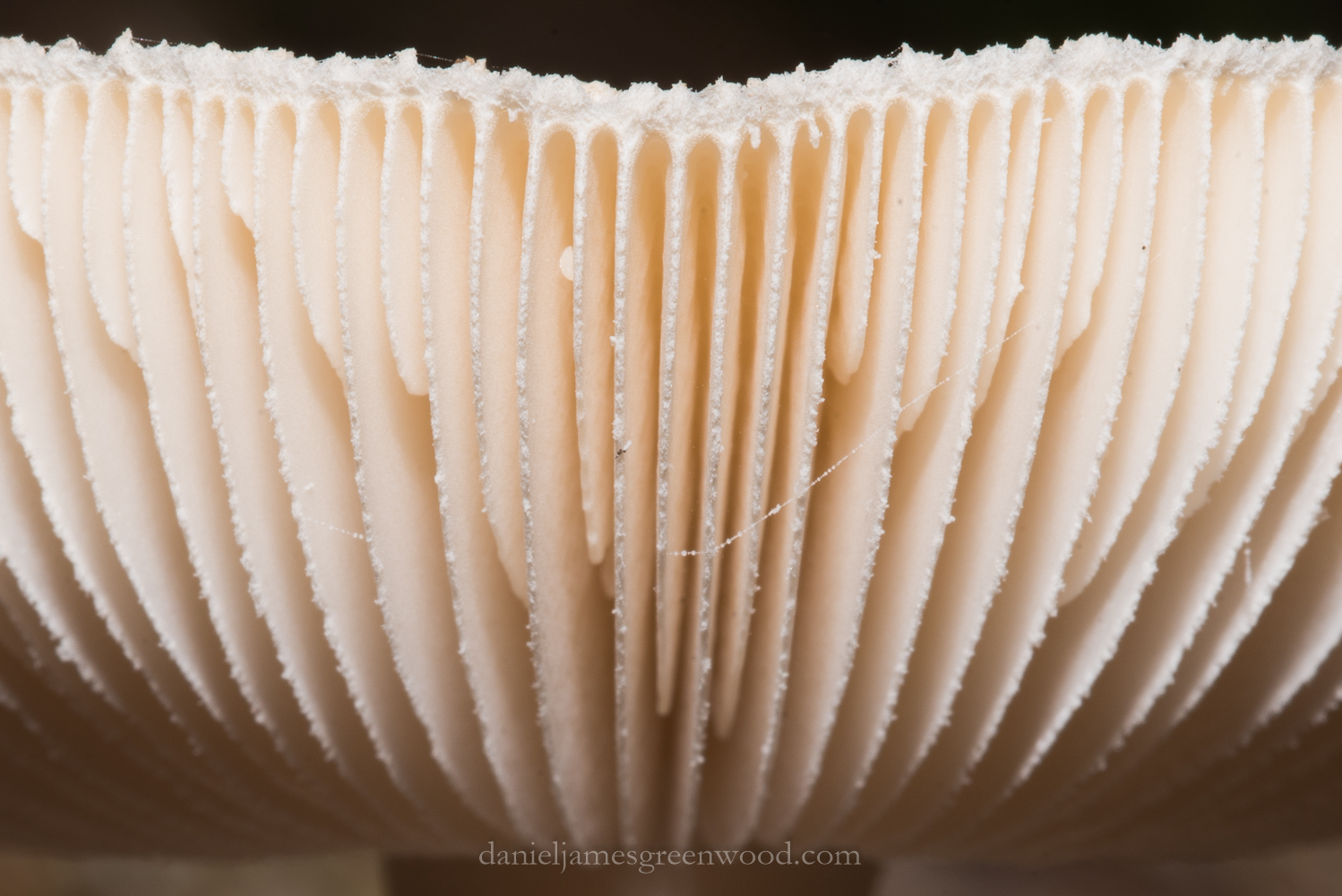 new-forest-october-2016-lo-res-103