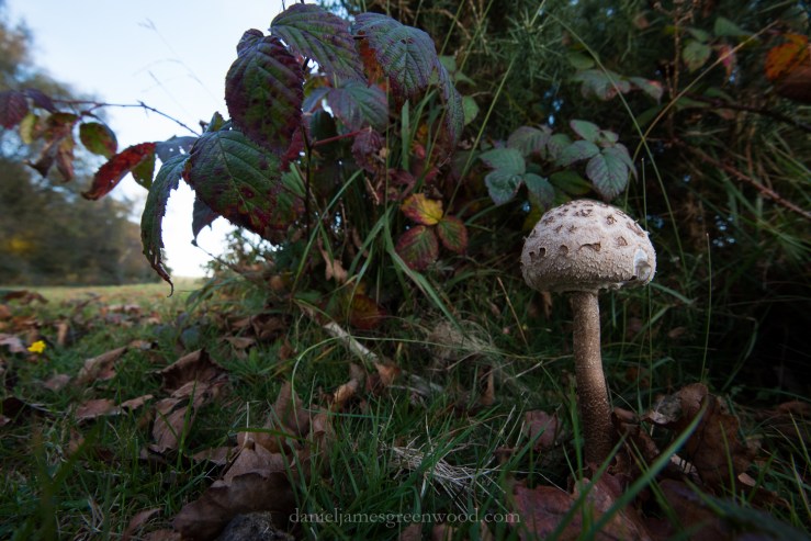 new-forest-october-2016-lo-res-147