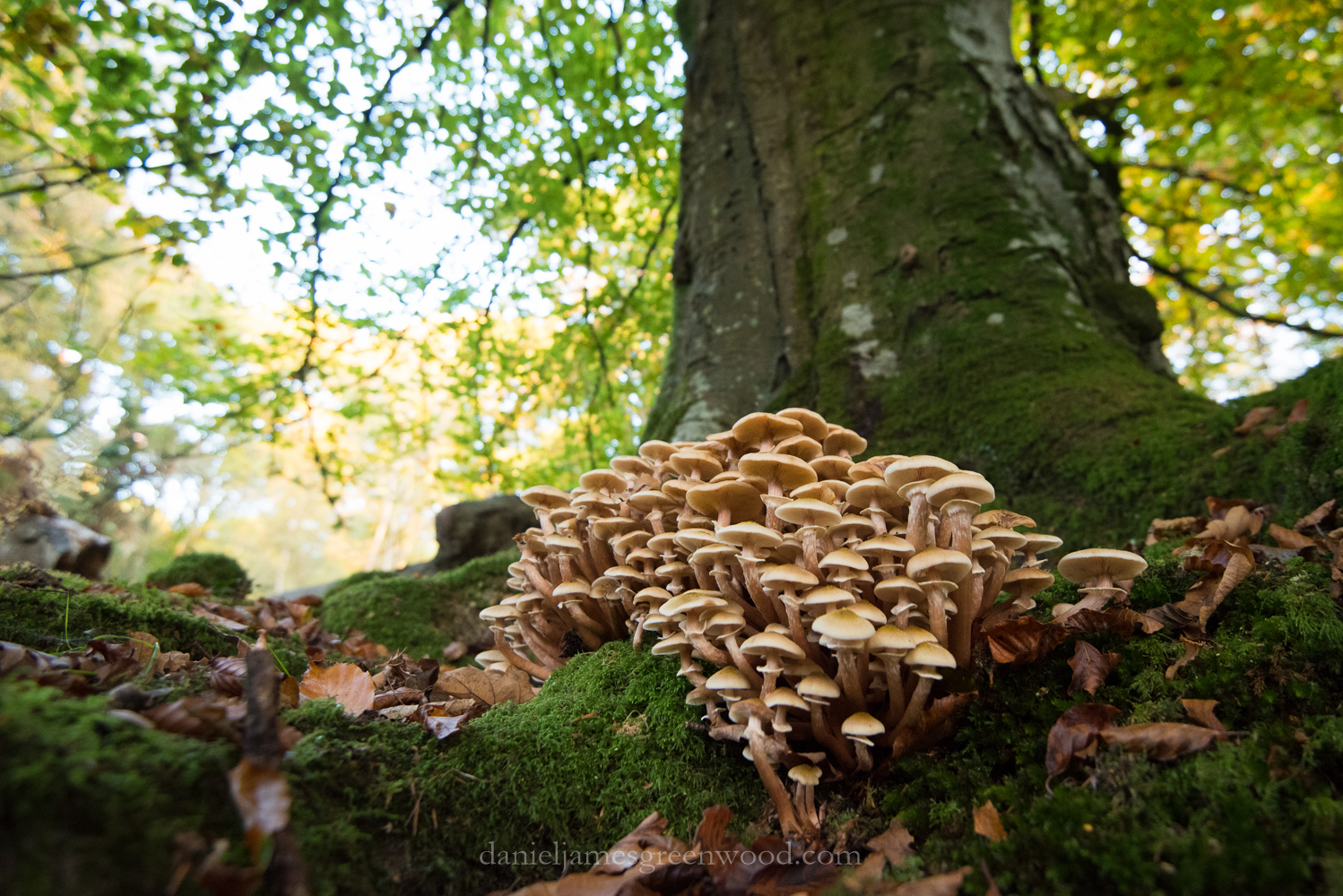 new-forest-october-2016-lo-res-157