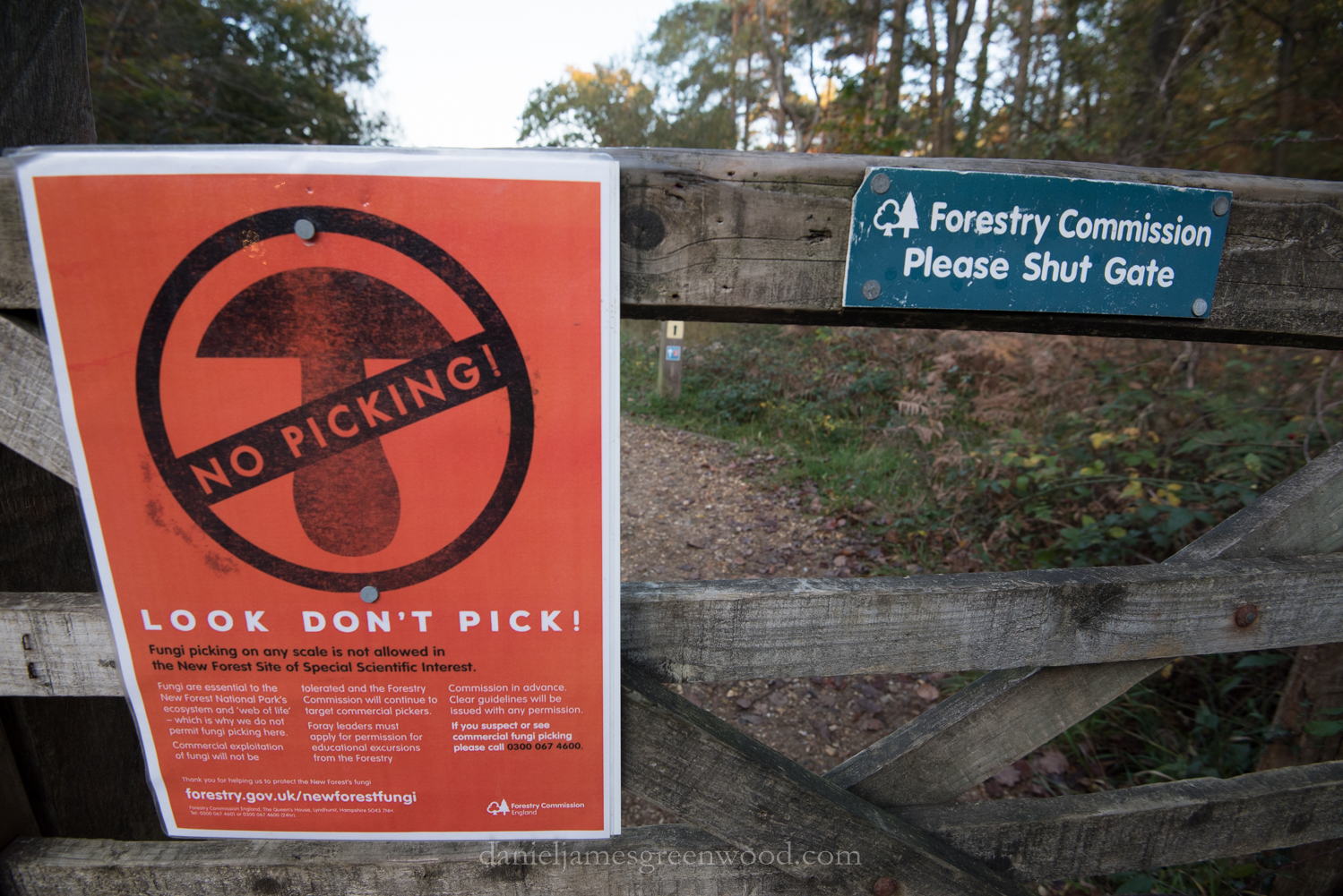 new-forest-october-2016-lo-res-162