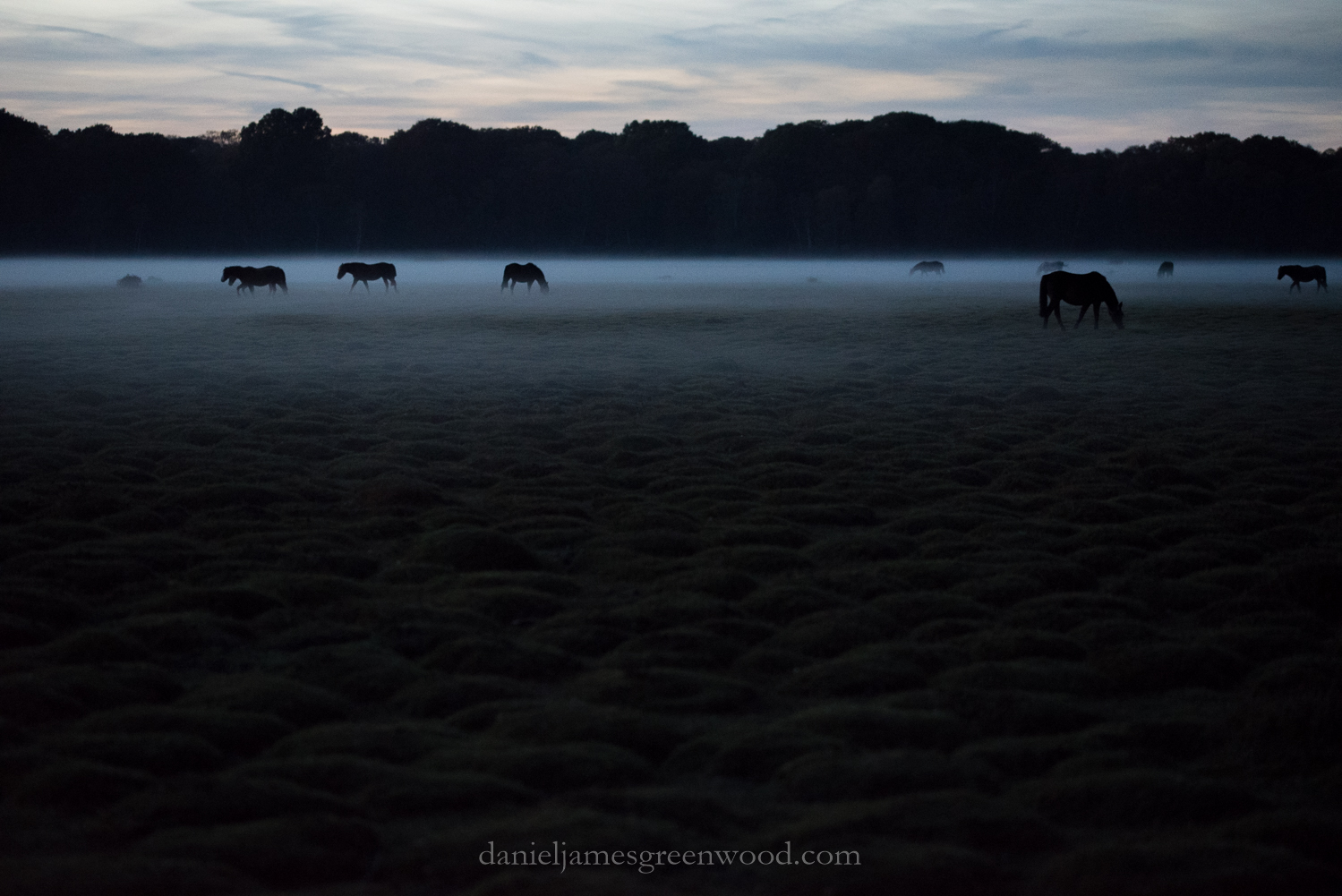 new-forest-october-2016-lo-res-168