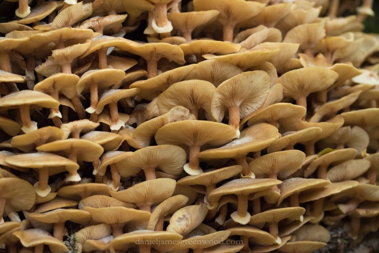 new-forest-october-2016-lo-res-30