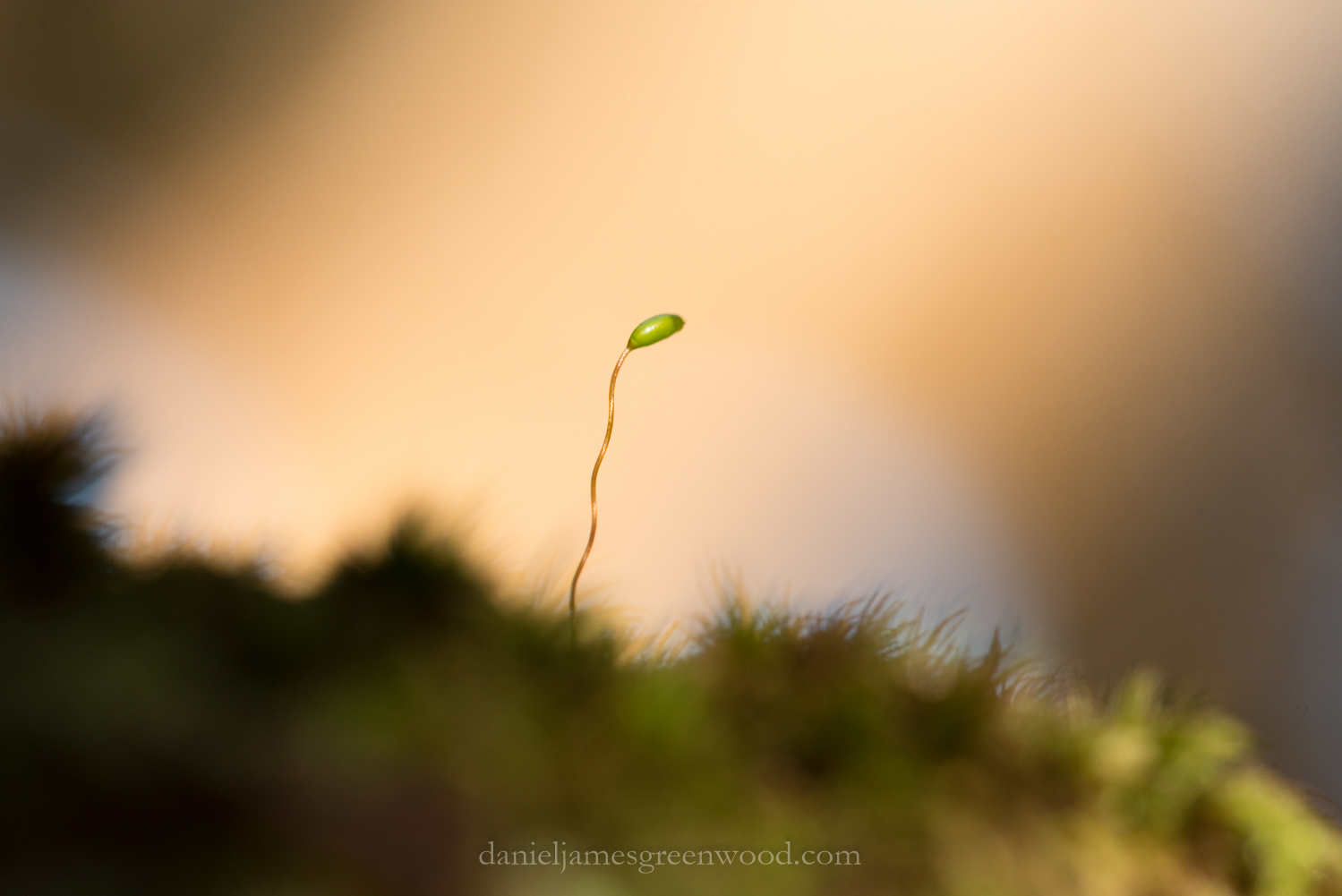 new-forest-october-2016-lo-res-55