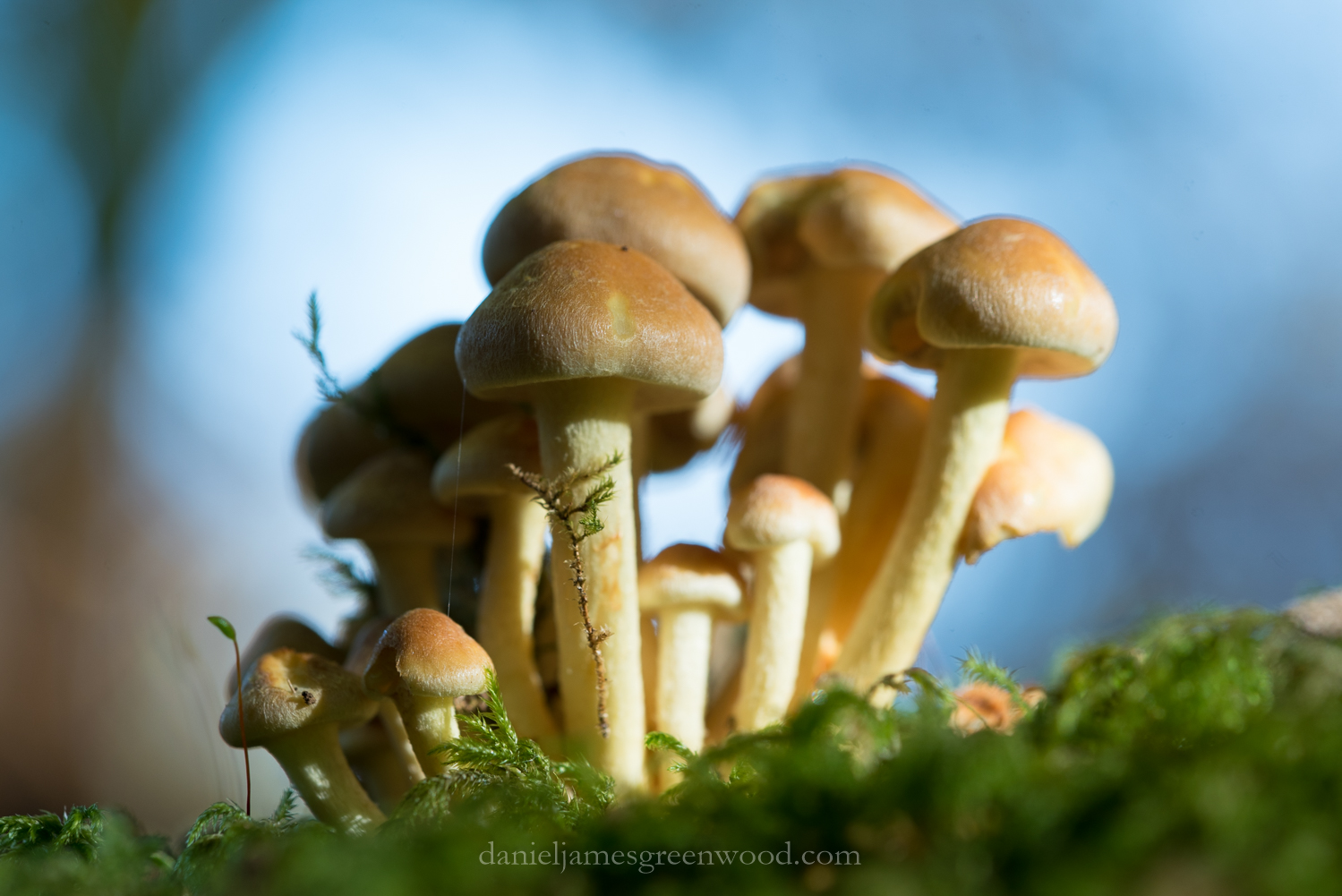 new-forest-october-2016-lo-res-78