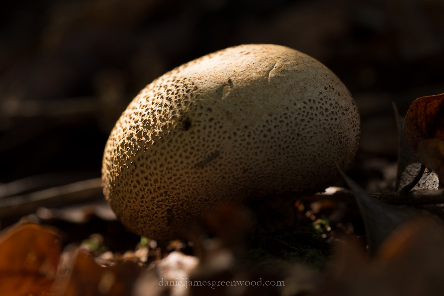 new-forest-october-2016-lo-res-86