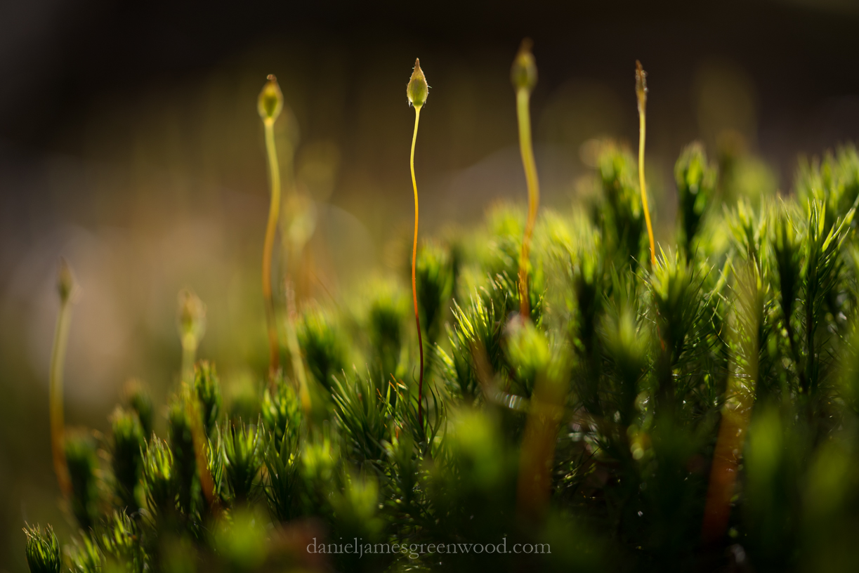 new-forest-april-2016-djg-com-14