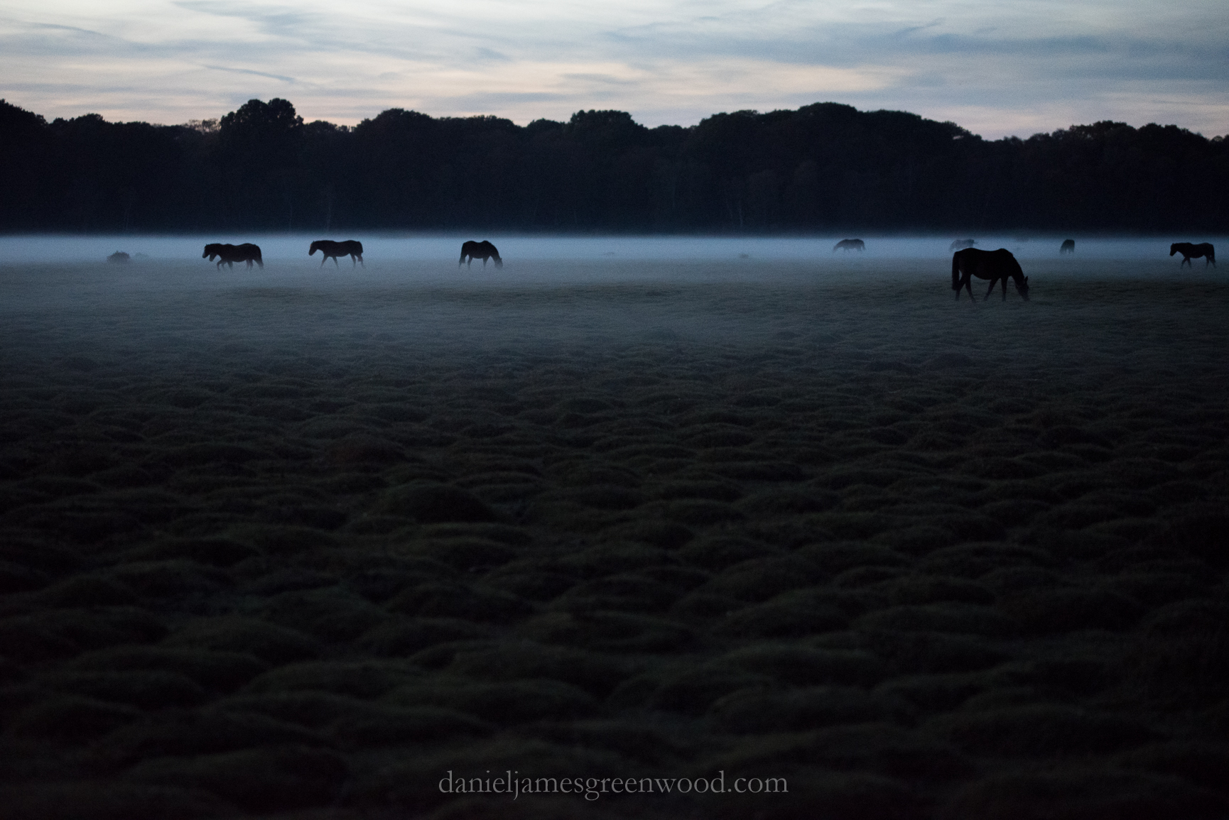 new-forest-ponies-djg-1