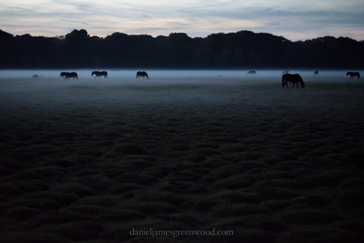 new-forest-ponies-djg-1