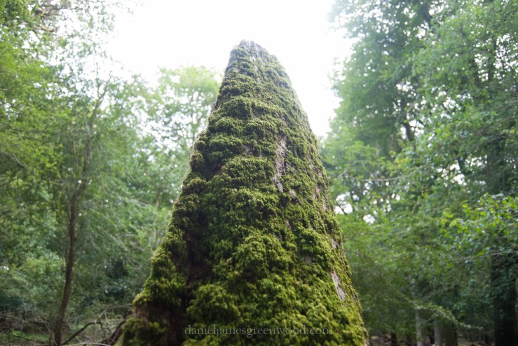new-forest-august-2012-daniel-greenwood-1
