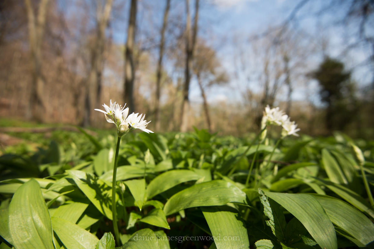 Mole gap trail - 3-4-17 blog-5