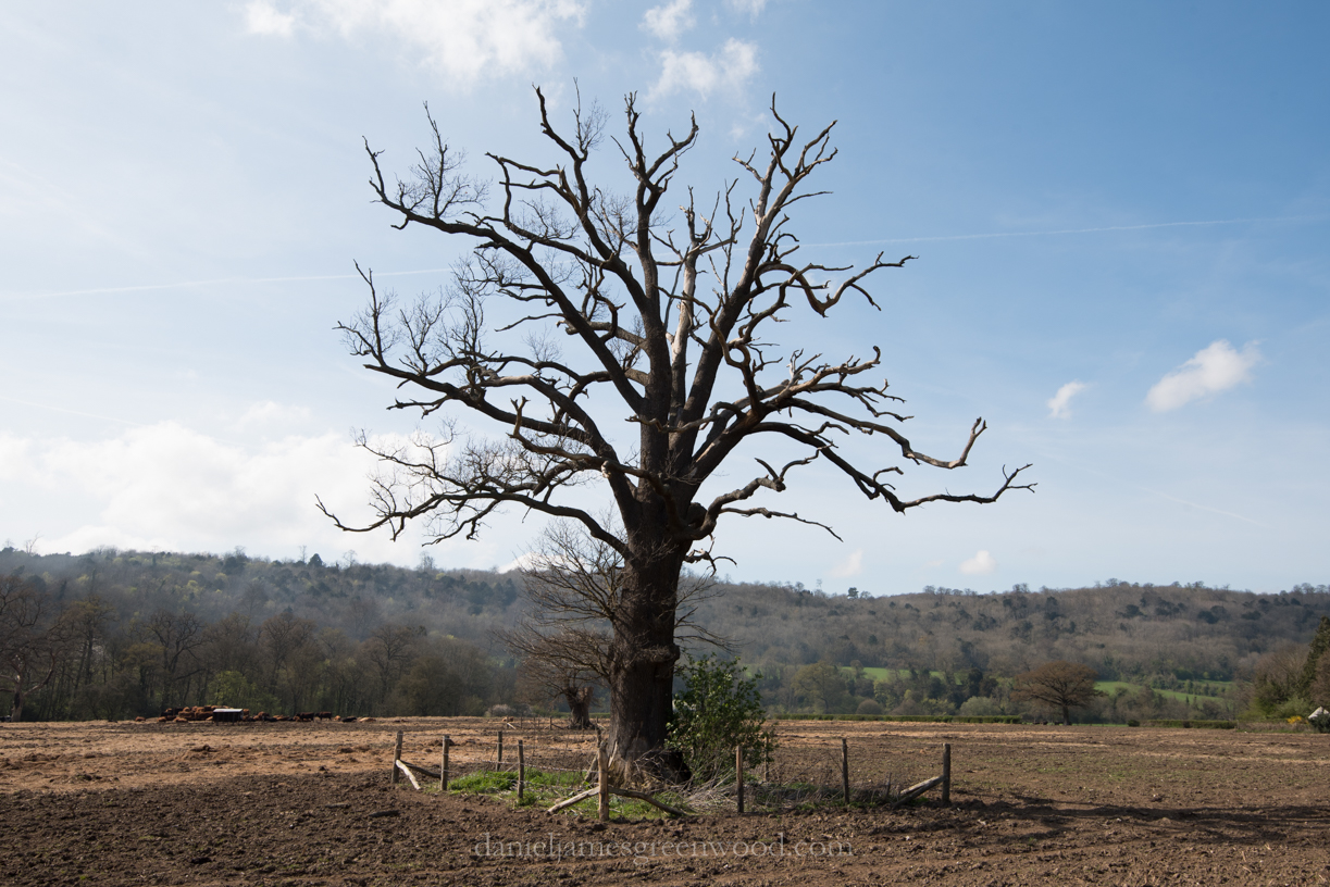 Mole gap trail - 3-4-17 blog-8