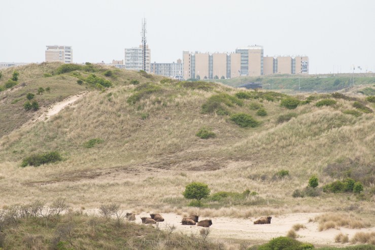 Netherlands 2017 lo-res DJG -15