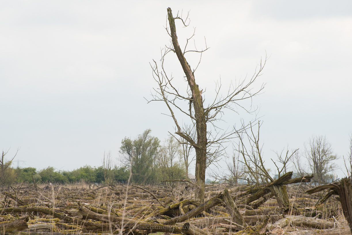 Netherlands 2017 lo-res DJG -4