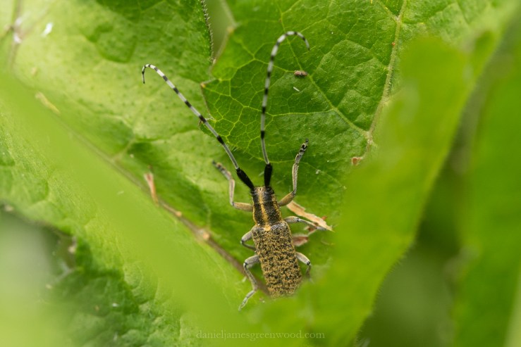 Netherlands 2017 lo-res DJG -51