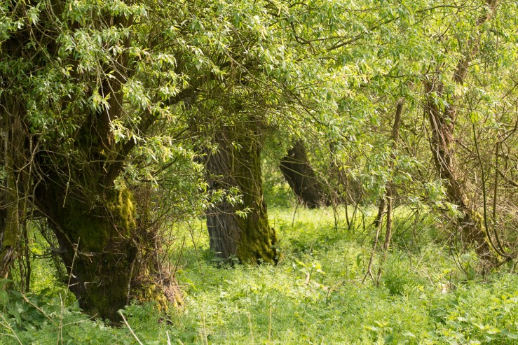 Netherlands 2017 lo-res DJG -76