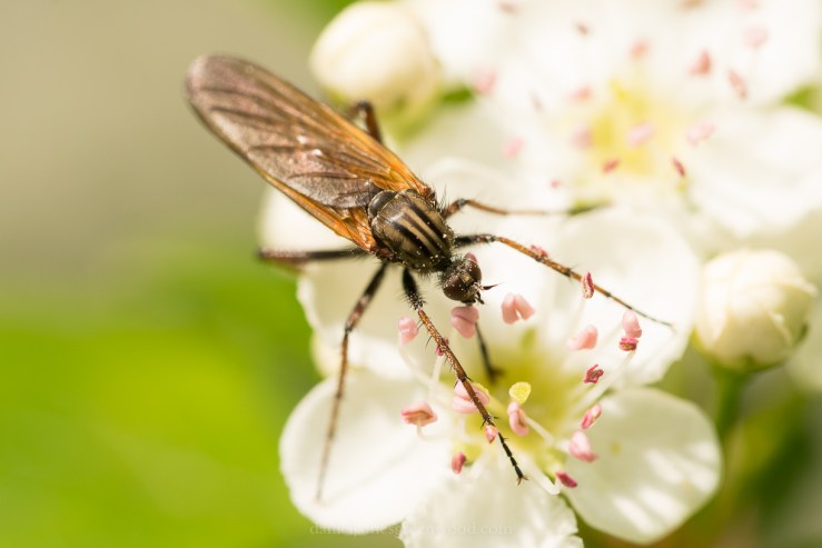 Netherlands 2017 lo-res DJG -81