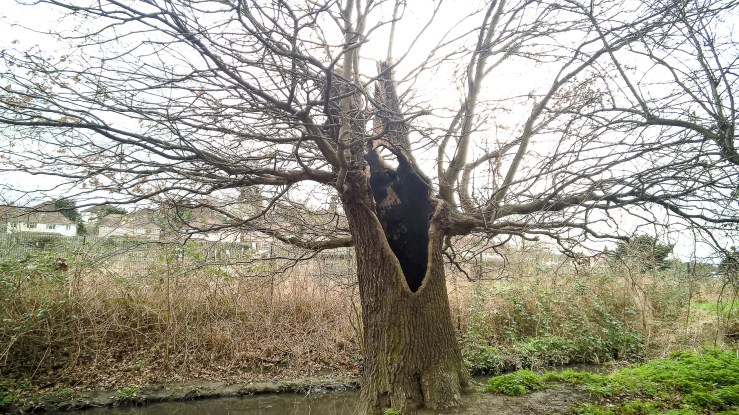 Bexley oaks - March 2017 djg-3